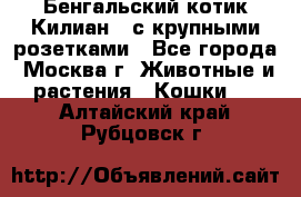 Бенгальский котик Килиан , с крупными розетками - Все города, Москва г. Животные и растения » Кошки   . Алтайский край,Рубцовск г.